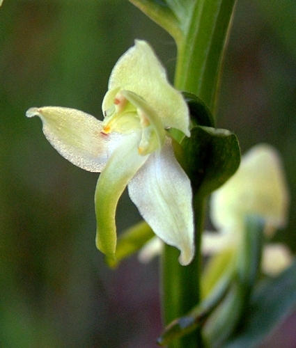 Platanthera chlorantha